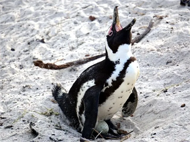 South African Penguins of Boulder Beach