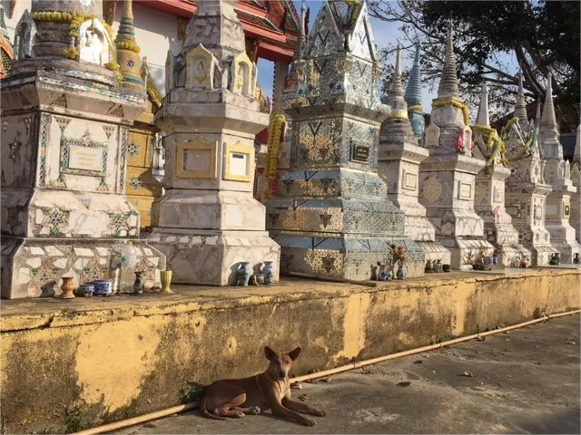 Dogs of Thailand – Pups in Thai Paradise