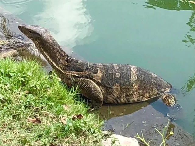 Monitor Lizards of Bangkok – The Park Prowlers