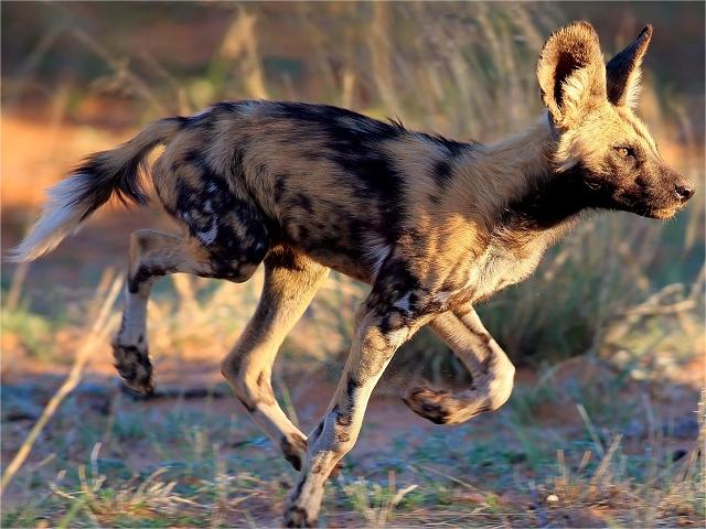 African Wild Dog – An Endangered Hunter