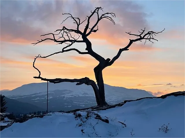 The Lifeless Burmis Tree – A Symbol of Resilience in Crowsnest Pass