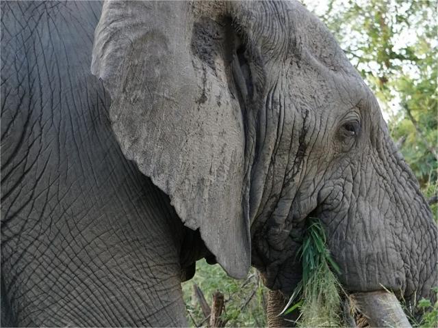 African Wildlife Greater Kruger National Park