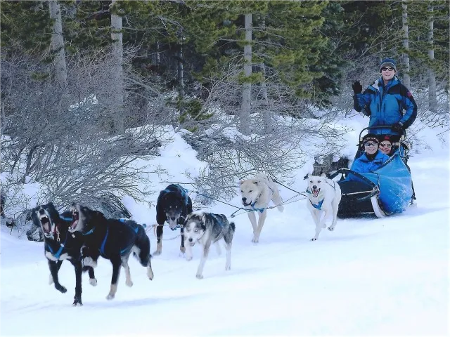 Where To Go Dog Sledding in Alberta