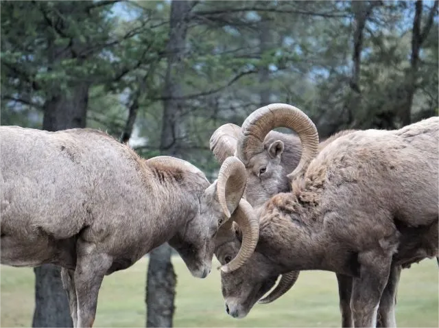 Why Bighorn Sheep Ram Heads