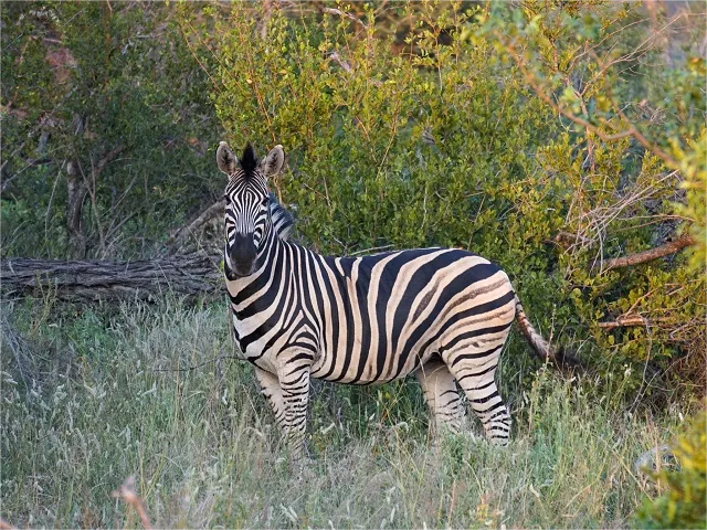 Why is a Zebra Black and White?